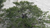 FOTO: Bergegas Selamatkan Korban Badai Iota di Honduras Petugas penyelamat di kawasan Amerika Tengah terus berusaha mencari jasad korban yang tertimbun longsor akibat Badai Iota.