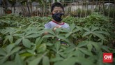 FOTO: Belajar Urban Farming di Timur Jakarta Memperingati Hari Pohon Sedunia, sejumlah anak dan warga belajar mengenai urban farming dan pengolahan sampah.