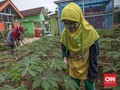 FOTO: Belajar Urban Farming di Timur Jakarta