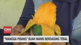 VIDEO: Mangga Pisang, Buah Manis Berdaging Tebal