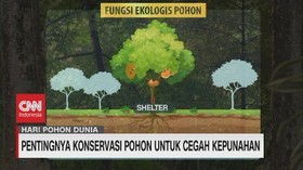 VIDEO: Pentingnya Konservasi Pohon Untuk Cegah Kepunahan