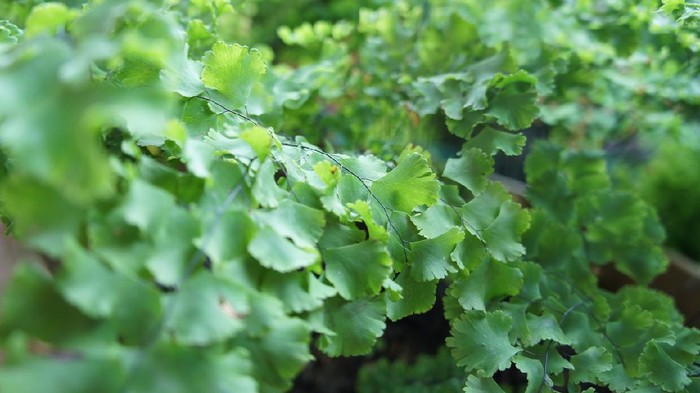 Suplir adiantum plant from sumatra island in indonesia