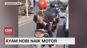 VIDEO: Ayam dan Anjing Hobi Naik Motor