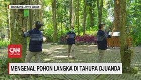 VIDEO: Mengenal Pohon Langka di Tahura Djuanda