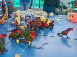 Sadis! 74 Burung Nuri Diselundupkan dalam Botol dari Fakfak