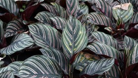 3 Masalah yang Sering Muncul pada Tanaman Hias Calathea