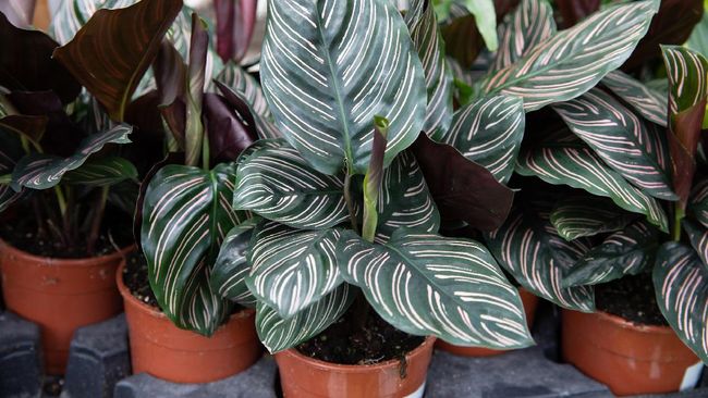 Mengenal Dan Cara Merawat Calathea Ornata