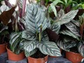 Mengenal dan Cara Merawat Calathea Ornata