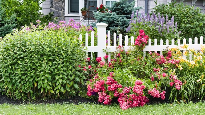 Low angle view of flower garden and greenery in front of white picket fence with New England style house in the background.
