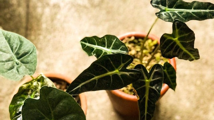 Cara merawat Caladium agar tidak mudah layu