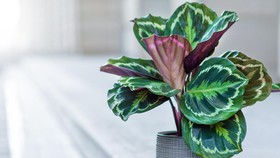 5 Jenis Calathea Termahal di Indonesia