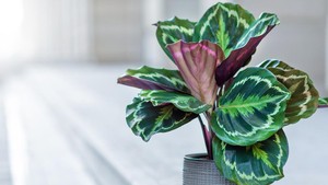5 Jenis Calathea Termahal di Indonesia