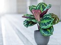 5 Jenis Calathea Termahal di Indonesia