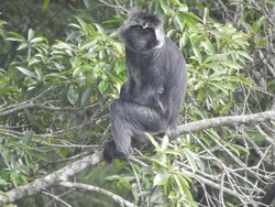 Sejumlah Lutung Merapi Sempat Turun Pasca-guguran, Ini Kata TNGM