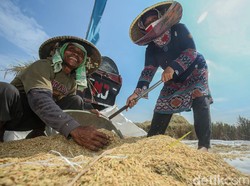 Tenaga Kerja Sektor Pertanian Meningkat Kala Pandemi, Ini Datanya