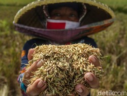 Panen Raya, Bulog Diminta Maksimalkan Penyerapan Padi di Jateng
