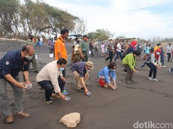 1.000 Tukik Dilepas di Pantai Trisik