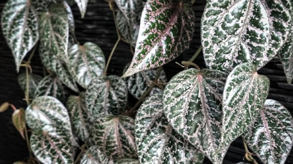 Tak Perlu Beli Skincare Impor Mahal, Daun Ini Bisa Cerahkan Kulit
