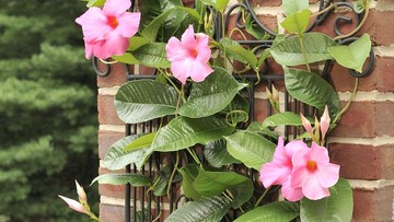 ADA TANAMAN HIAS MERAMBAT MELATI MERAH MUDA HINGGA TAMAMAN WISTERIA