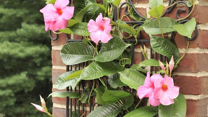 A pink Mandevilla plant (aka Brasilian Jasmine) is climbing along a trellis against a brick wall.