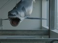 VIDEO: Bruce The Shark Masuk Museum Oscar
