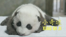 VIDEO: Anak Panda Kebun Binatang Washington Punya Nama Baru