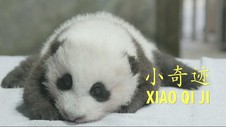 VIDEO: Anak Panda Kebun Binatang Washington Punya Nama Baru