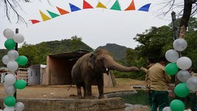 Pakistan Gelar Pesta Perpisahan untuk Gajah yang Kesepian