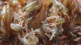 Melihat Ekspor Benih Lobster Sebelum Edhy Prabowo di OTT KPK