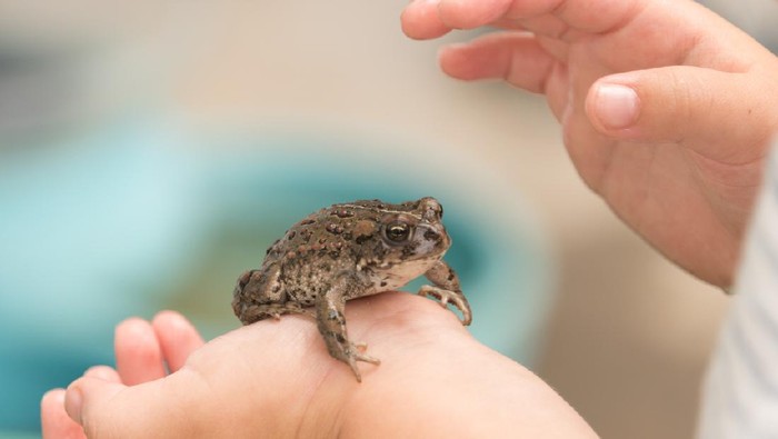 Frog in the hands of a young child, toad being held is the focal point