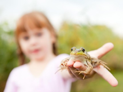 Cara Mudah Menjelaskan Metamorfosis Katak dari Telur Hingga Dewasa ke Anak