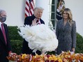 FOTO: Momen Trump Ampuni Kalkun di Tradisi Thanksgiving