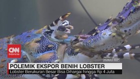 VIDEO: Polemik Ekspor Benih Lobster
