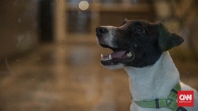 Animal Defender Somasi Pasar Jaya soal Jual Daging Anjing