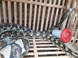 Hii..! Piton 3,5 Meter Ditangkap Usai Mangsa Ternak di Boyolali
