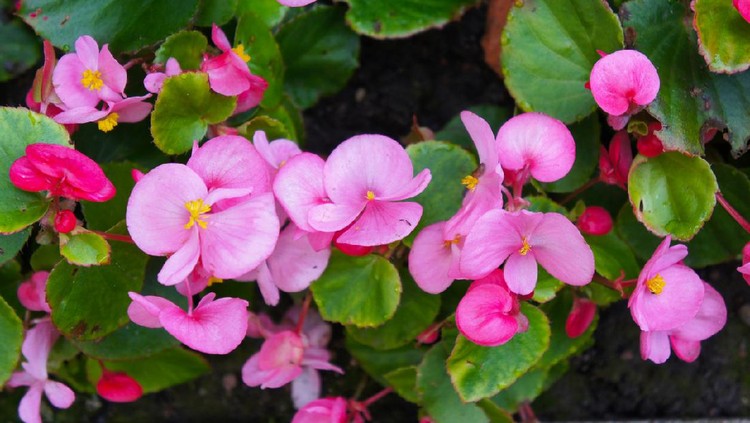 Begonia semperflorens red flowers with green