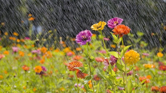 Summer Rain