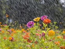 Cara Rawat Tanaman Hias Saat Musim Hujan Biar Tak Cepat Layu