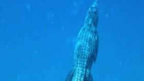 VIDEO: Momen Berbagi Habitat Dengan Buaya Air Asin
