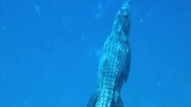 VIDEO: Momen Berbagi Habitat Dengan Buaya Air Asin