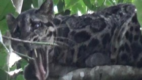 VIDEO: Habitat Jadi Rusak, Macan Dahan Masuk Perkampungan
