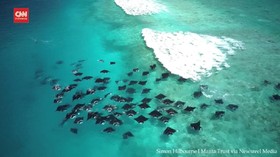 VIDEO: Berenang Bersama Kumpulan Pari di Perairan Maldives