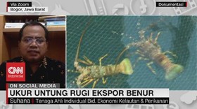 VIDEO: Ukur Untung Rugi Ekspor Benur