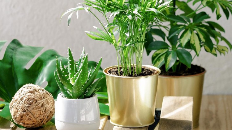 Small garden on the balcony
