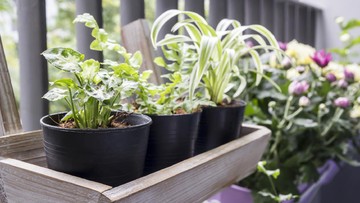 TIPS MENDESAIN TAMAN MIMALIS