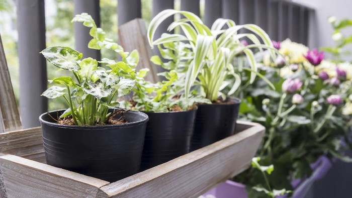 Small garden on the balcony