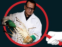 4 Kejanggalan Kebijakan Ekspor Benih Lobster Edhy Prabowo