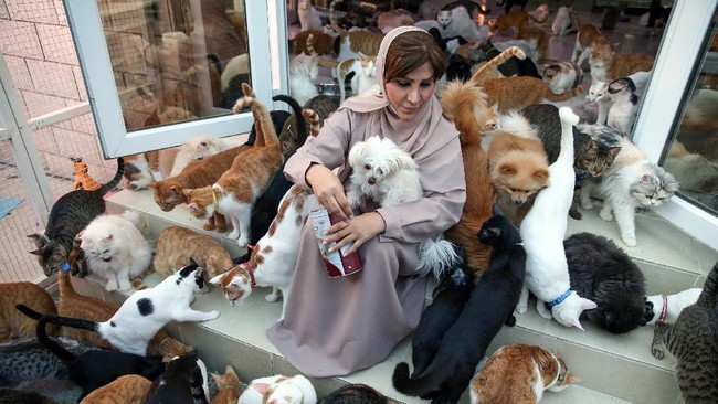 FOTO: Kisah Wanita Oman Hidup Dikelilingi 500 Kucing