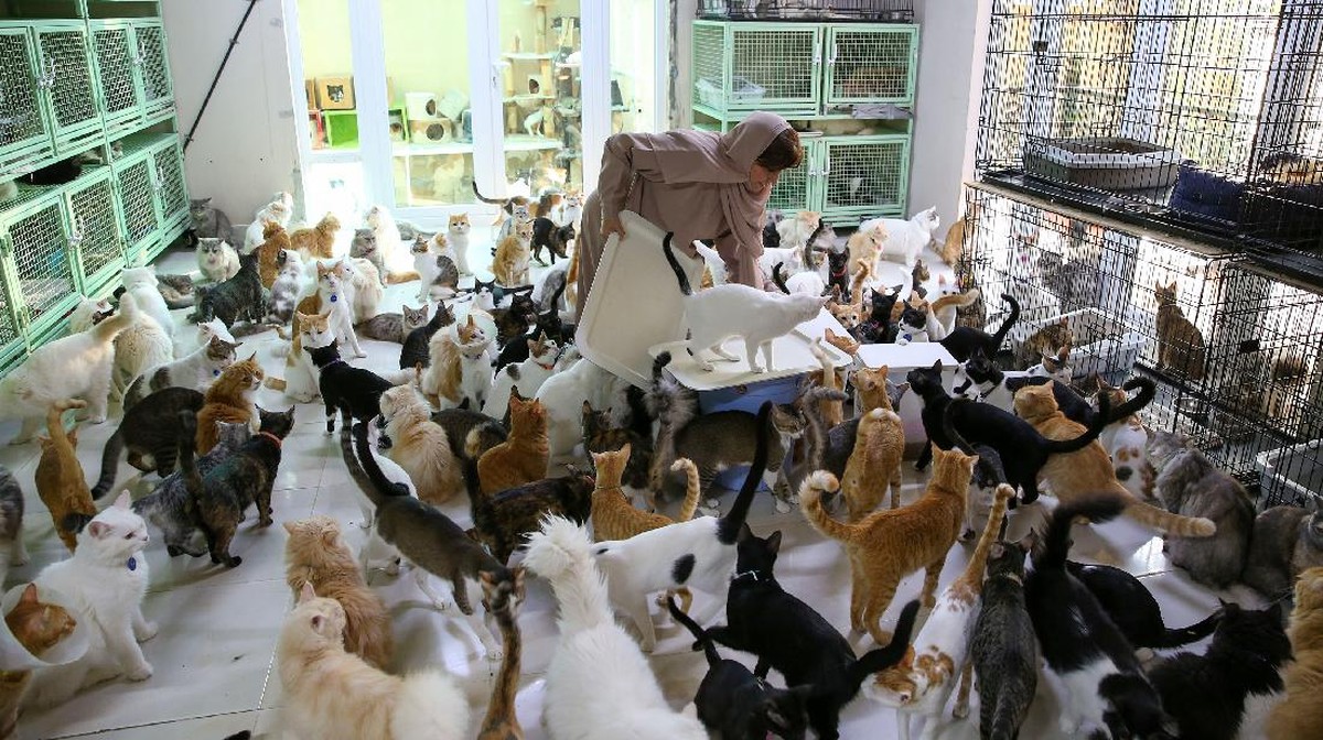 FOTO: Kisah Wanita Oman Hidup Dikelilingi 500 Kucing