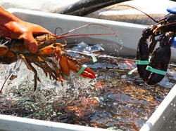 Duh! 5 Negara Ini Ribut Gegara Saling Rebutan Seafood